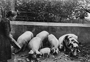 Piglet: Farming in Romania, 1940