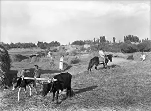 Yoke: Farming scene, Kashgar, China
