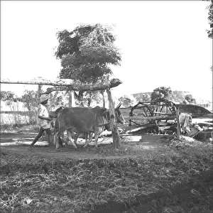 Madhya: Farming scene in Madhya Pradesh, Central India