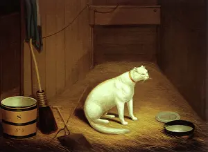 Rats: A Farmyard Cat in a Stable