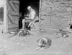 Outbuilding: FARMYARD DOGS