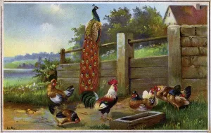 Cockerels: Farmyard scene with Cockerels and Peacock