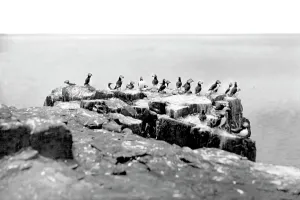 Puffins: Farne Island, Puffins c1935