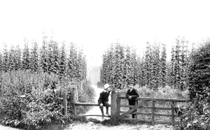 Farnham: Farnham, Hop Gardens 1904