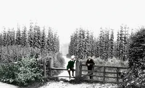 Farnham: Farnham, Hop Gardens 1904