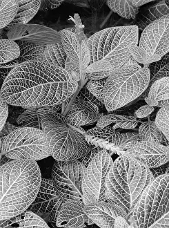 Pero: Fascinating nature