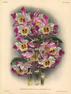 Dendrobium: Fascinator variety of Dendrobium wardianum, Warn, orchid