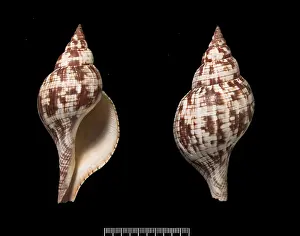 Neogastropoda: Fasciolaria tulipa, true tulip