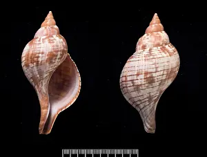 Neogastropoda: Fasciolaria tulipa, true tulip