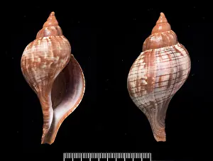 Neogastropoda: Fasciolaria tulipa, true tulip