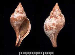 Neogastropoda: Fasciolaria tulipa, true tulip