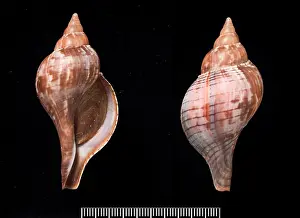 Neogastropoda: Fasciolaria tulipa, true tulip