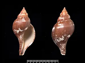 Neogastropoda: Fasciolaria tulipa, true tulip