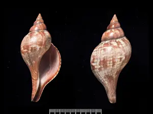 Neogastropoda: Fasciolaria tulipa, true tulip