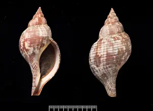 Neogastropoda: Fasciolaria tulipa, true tulip