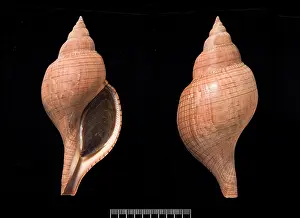 Neogastropoda: Fasciolaria tulipa, true tulip