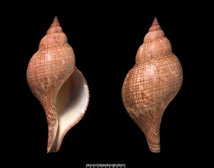 Gastropoda: Fasciolaria tulipa, true tulip