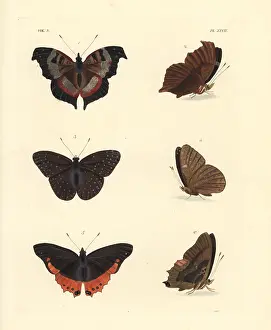 Ventral: Fashion commodore, guineafowl and small flame-bordered