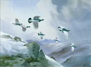 Ptarmigan: Fast Down the Slope ' Ptarmigan in flight