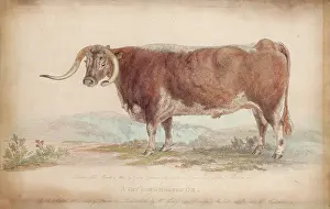 Bakewell: A FAT LONG-HORNED OX