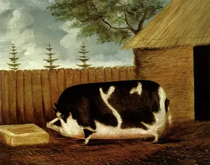 Trough: A Fat Pig