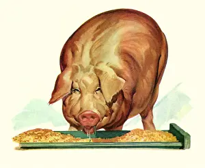 Feeder: Fat Pig Eating