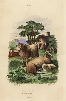 Fries: Fat-tailed and Merino sheep breeds