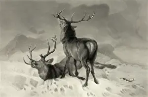 Stags: The fatal duel