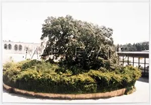 Fatima: FATIMA REPLACEMENT TREE