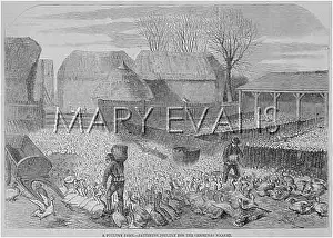 Fattening: FATTENING POULTRY 1859