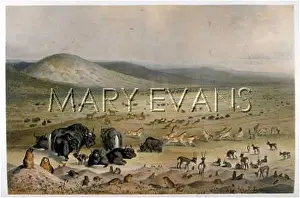 Vile: FAUNA OF ASIAN STEPPE