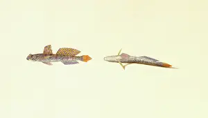 Sucker: Favonigobius sp. goby