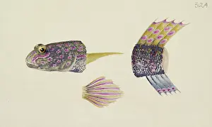 Sucker: Favonigobius sp. goby