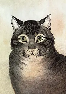 Felines: The Favorite Cat