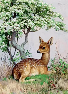 Fawns: A Fawn