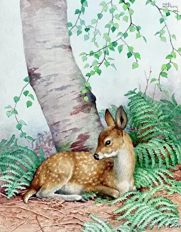 Bracken: A Fawn