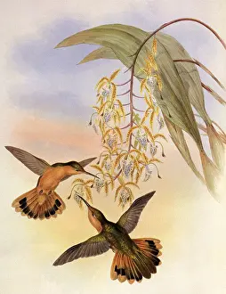 Rufus: Fawn-Breasted Sabre-Wing, Campylopterus Rufus