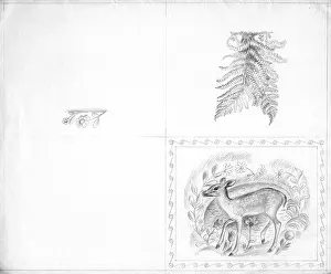 Fawn: Fawn among flowers