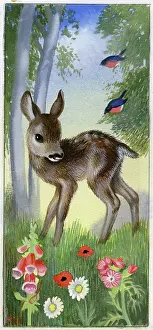 Fawn: Fawn with foxglove, poppies and daisies