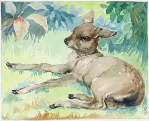 Fawn: Fawn lying down