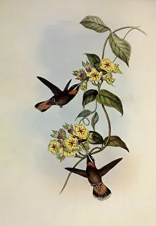 Trailing: Fawn-Tailed Barbed-Throat, Threnetes Cervinicauda