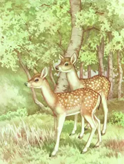 Glade: Two Fawns