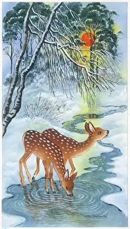 Schermele: Two fawns drinking from a stream in the snow