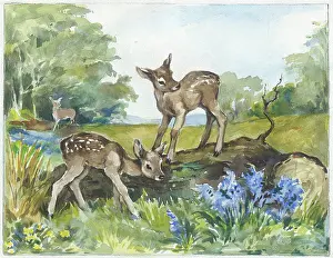 Orton: Two fawns playing on a fallen tree