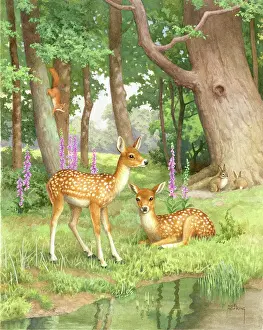 Hopking: Two fawns by a pool with rabbits and squirrel