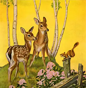 Fawns: Two Fawns and Squirrel