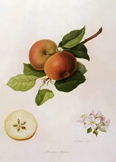 Exposed: Fearn's Pippin Apple
