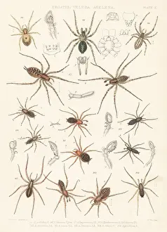Arachnology: Feather-legged, dwarf-sheet and combtail spiders