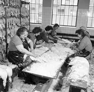 Pluck: Feather plucking - female workers - duck - feathers