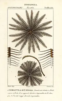 Crinoid: Feather star crinoid, Oligometrides adeonae